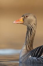 Greylag Goose (Anser anser), Utrecht, Netherlands