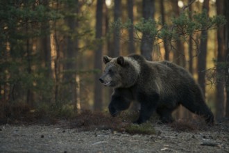 In the early morning light... European brown bear (Ursus arctos) running along the edge of a