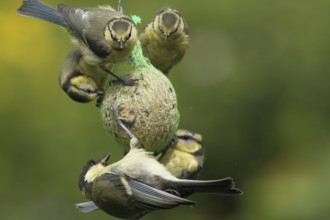 Great Tit & Eurasian Blue Tit (Parus major & Cyanistes caeruleus), Lower Saxony, Germany