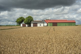 Field with ripe wheat at farm and heavy clouds in Ingelstorp, Ysads municipality, Skåne county,