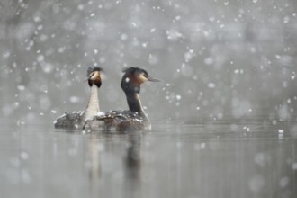 Great Crested Grebe (Podiceps Scalloped ribbonfish), swimming couple, courtship display in