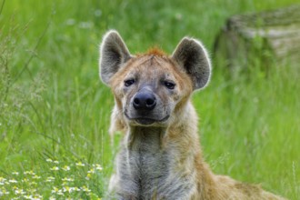 Animal portrait, spotted hyena (Crocuta crocuta), attentive, captive, distribution sub-Saharan