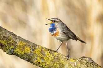 Bluethroat (Luscinia svecica cyanecula) ml Germany