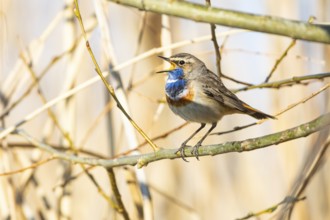 Bluethroat (Luscinia svecica cyanecula) ml Germany