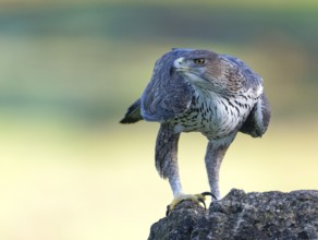 Bonelli's eagle (Aquila fasciata), on a rock, Andalusia Spain
