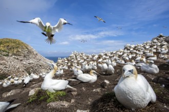 Northern Gannet (Morus bassanus) colony, Saltee Islands, Ireland