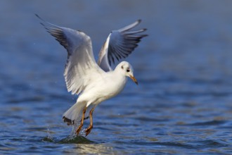Lachmöwe, Black-headed Gull, Common Black-headed Gull, Larus ridibundus, Mouette rieuse, Gaviota