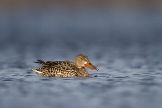 Slobeend, Northern Shoveler, Anas clypeata