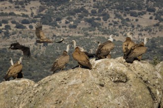 Griffon Vulture (Gyps fulvus) on rocks, Castile and Leon, Spain