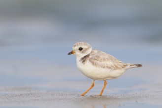 Adult Piping Plover feeding on New England beach