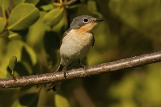 Broad-billed Flycatcher (Myiagra ruficollis), Western Australia, Australia