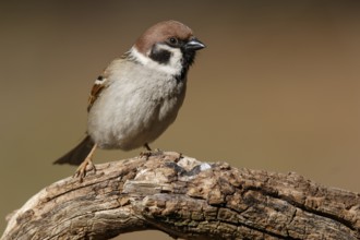 Eurasian Tree Sparrow (Passer montanus), perched, Castile and Leon, Spain