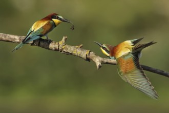 European Bee-eater (Merops apiaster) pair displaying, Piedmont, Italy