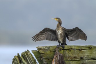 Great Cormorant (Phalacrocorax carbo) drying feathers, Mecklenburg-Western Pomerania, Germany