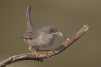 Balearic Warbler - Balearengrasmücke - Sylvia balearica, Mallorca, adult female