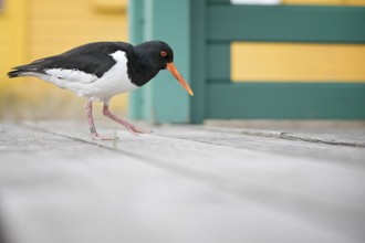 Eurasian Oystercatcher (Haematopus ostralegus), Schleswig-Holstein, Germany