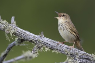 Lanceolated Warbler - Strichelschwirl - Locustella lanceolata ssp. lanceolata, Russia