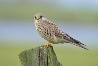 Common Kestrel (Falco tinnunculus), North Rhine-Westphalia, Germany