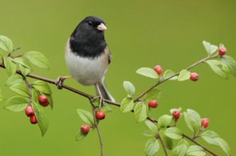 Oregon Junco (Junco hyemalis oreganus), British Columbia, Canada