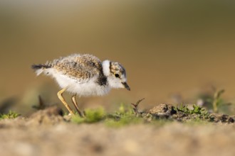 Little Ringed Plover (Charadrius dubius) chick, North Rhine-Westphalia, Germany