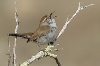 Bewick's Wren (Thryomanes bewickii) singing, Texas, USA