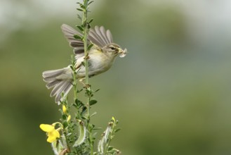 Willow Warbler (Phylloscopus trochilus) perched on a branch with food in its beak, Mecklenburg
