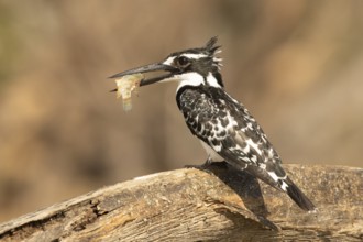 Pied Kingfisher (Ceryle rudis) with fish prey in its beak, Lake Baringo, Kenya