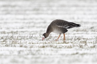 Greater White-fronted Goose (Anser albifrons) foraging on snowy field, North Rhine-Westphalia,
