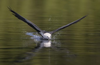 Swallow-tailed Kite (Elanoides forficatus) drinking in flight, Florida, USA