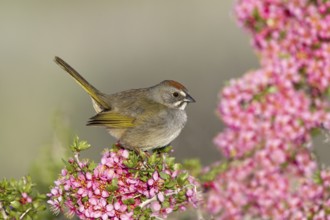 Green-tailed Towhee Pipilo chlorurus Mono Lake, California, United States 14 May Adult Emberizidae