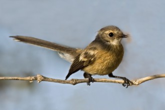 Mangrove Fantail (Rhipidura phasiana), Western Australia, Australia
