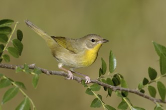 Common Yellowthroat (Geothlypis trichas), Texas, USA