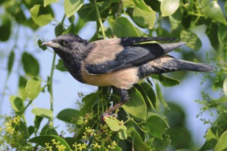 Rosy Starling (Pastor roseus) foraging, India