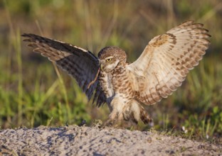 Burrowing Owl (Athene cunicularia) flying with a worm in its beak, Florida, USA