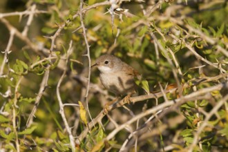 Spectacled Warbler (Sylvia conspicillata) female, Cyprus