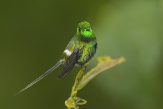 Green Thorntail (Discosura conversii) male, Pichincha, Ecuador