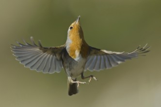 European Robin (Erithacus rubecula) flying, Liguria, Italy