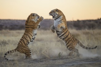 Bengal Tiger (Panthera tigris) two females fighting, captive, Philippolis, South Africa