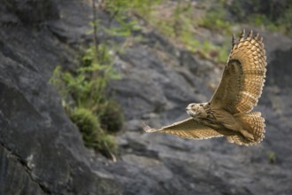 Eurasian Eagle-Owl (Bubo bubo) flying, North Rhine-Westphalia, Germany