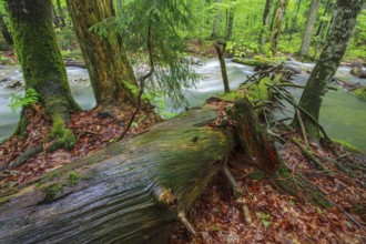 Deadwood at river in Primeval Forest Rothwald, Duerrenstein, Austria