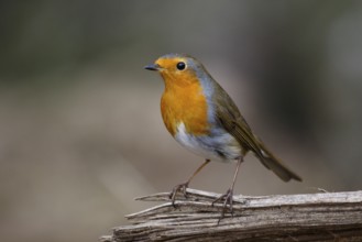 European Robin (Erithacus rubecula) perched on a branch, North Rhine-Westphalia, Germany