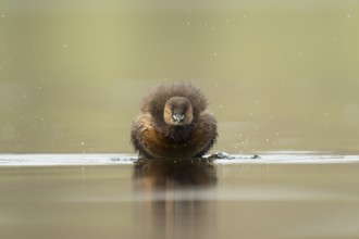 Little Grebe (Tachybaptus ruficollis), North Rhine-Westphalia, Germany