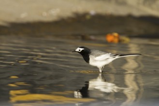 White Wagtail (Motacilla alba personata), Oman