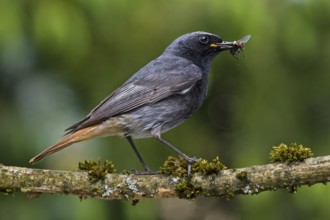 Black Redstart (Phoenicurus ochruros) male with insect prey in beak to feed chicks, Bavaria,