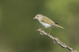 Western Bonelli's Warbler (Phylloscopus bonelli) perched on a branch, Aostatal, Italia