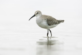 Curlew Sandpiper (Calidris ferruginea), Victoria, Australia