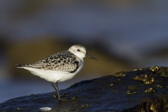 Sanderling (Calidris alba), Andalusia, Spain