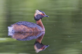 Ohrentaucher (Podiceps auritus) Slavonian Grebe