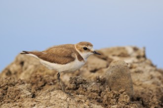 Kentish Plover (Charadrius alexandrinus) female, Greece