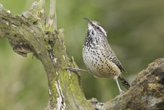 Cactus Wren (Campylorhynchus brunneicapillus), Texas, USA